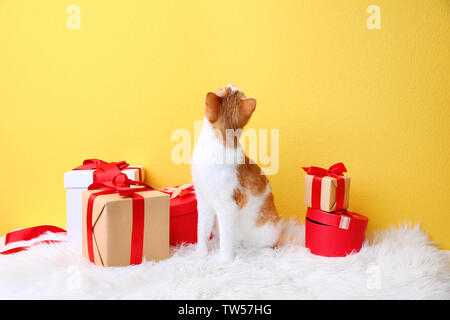 Süße Katze mit geschenkboxen auf Farbe Wand Hintergrund Stockfoto