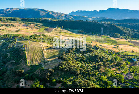Die schöne Landschaft rund um Ronda in der Provinz Malaga, Andalusien, Spanien. Stockfoto