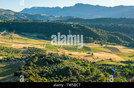 Die schöne Landschaft rund um Ronda in der Provinz Malaga, Andalusien, Spanien. Stockfoto