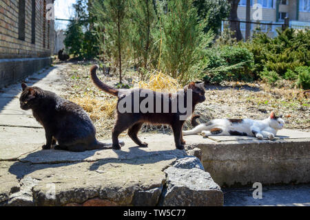 Drei heimatlose Katzen auf den Straßen der Stadt enjoyng Frühling Sonne Stockfoto