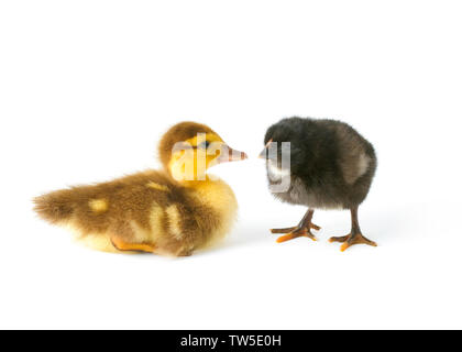 Neugeborene süße Entlein und Huhn auf weißem Hintergrund Stockfoto