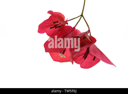 Bougainvillea (Bougainvillea californica) ist eine heikle Zierpflanzen Weinstock oder Sträucher, mit einem Blütenstand, bestehend aus dem großen bunten sepallike Deckblätter Stockfoto