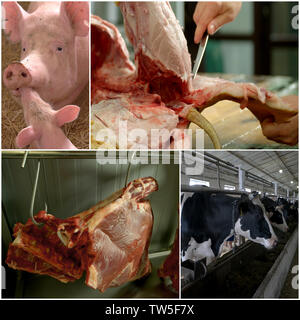 Rohes Fleisch und farm animal Collage. Stockfoto