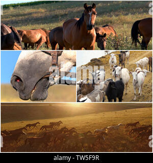 Farm Animal Collage. Stockfoto
