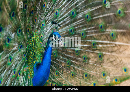 Schöne Pfau Portrait mit bunten Federn heraus Stockfoto