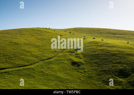 Eine grüne, grasbewachsenen Hügel Reihenhaus durch Rinder grasen auf einer Ranch mit einem Straße entlang der Hügel - Toro Park in der Nähe von Monterey, Kalifornien Stockfoto