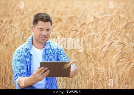 Agrarwissenschaftler mit Tablette im Weizenfeld Stockfoto