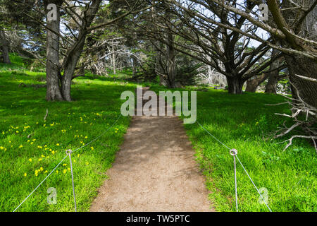 Ein Schmutz weg durch einen Monterey Zypressen Wald und einem wunderschönen Sonne - dappled grüne Wiese mit gelben Wildblumen - Point Lobos in der Nähe von Carmel, Kalifornien Stockfoto
