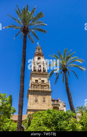 Palmen und Glockenturm der Moschee Kathedrale in Cordoba, Spanien Stockfoto