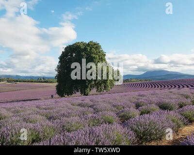 Nachmittag Schuß eines Lavender Farm in Tasmanien Stockfoto