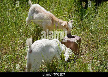 Zwei Baby Kind Ziegen lecken Salt Lick im Gras im Sommer auf der Weide Stockfoto