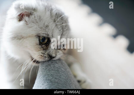 Kätzchen, Ohr - Folding cat. Stockfoto