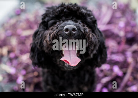 Zwergpudel Welpen Stockfoto