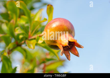 Granatapfel auf einem Brunch, blauer Himmel, Kopieren. Von Blüte zu Obst Transformation Stockfoto