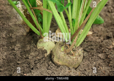 Ripe root-Anlage im Garten Stockfoto