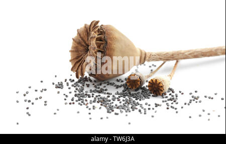 Getrockneter Mohn Pods auf weißem Hintergrund Stockfoto