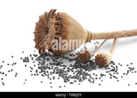 Getrockneter Mohn Pods auf weißem Hintergrund Stockfoto