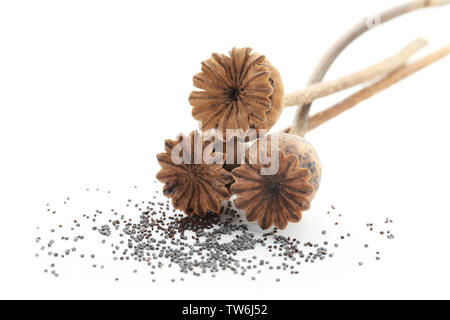 Getrockneter Mohn Pods auf weißem Hintergrund Stockfoto