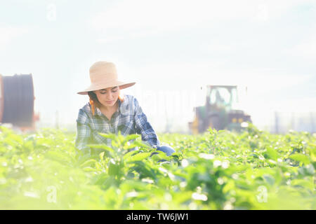 Junge weibliche Bauer arbeiten im Feld Stockfoto