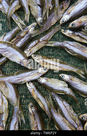 Fisch und Meeresfrüchte Markt Meer Meer Marine backstage fangen Tiere und Natur, viele Sardinen und Sardellen, ocean Fotografie Billig Verkauf, Fischerei, Ernährung und fin Storage- und Gesundheit. Niemand Stockfoto