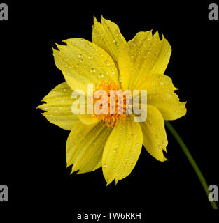 Gelb cosmos Flower gegen schwarze Kosmos sulfureus isoliert ist auch als Schwefel Kosmos und gelb Kosmos bekannt. Sie ist heimisch in Mexiko, in Ameri Stockfoto