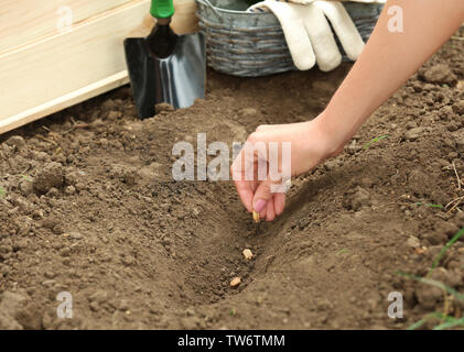 Frau im Garten säen Stockfoto