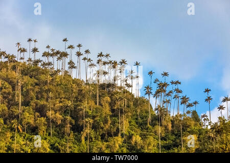 El Bosque de Las Palmas Landschaften von Palmen im Tal in der Nähe von Salento Cocora Quindio in Kolumbien Südamerika Stockfoto