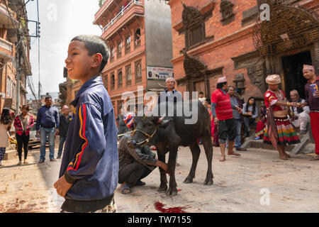 Tieropfer Zeremonie an Bisket Jatra 2018, Nepali New Year Festival. Bhaktapur, Provinz Nr. 3, Nepal, Asien Stockfoto