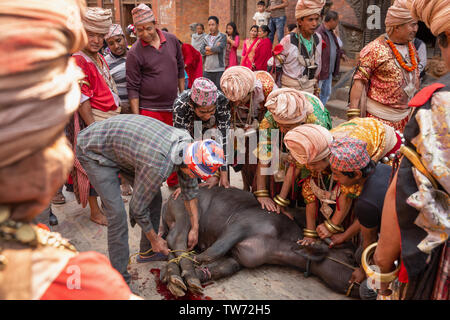 Tieropfer Zeremonie an Bisket Jatra 2018, Nepali New Year Festival. Bhaktapur, Provinz Nr. 3, Nepal, Asien Stockfoto