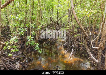 Mangrove in Jozani Forest in Unguja aka Insel Sansibar Tansania Ostafrika Stockfoto