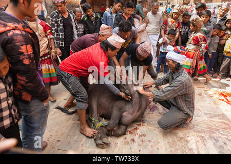 Tieropfer Zeremonie an Bisket Jatra 2018, Nepali New Year Festival. Bhaktapur, Provinz Nr. 3, Nepal, Asien Stockfoto