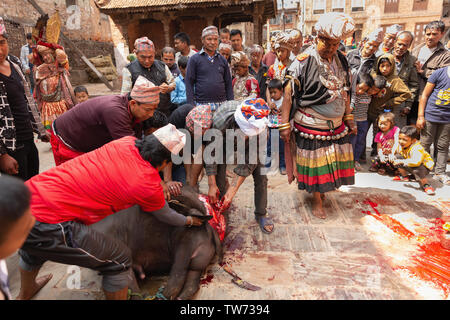 Tieropfer Zeremonie an Bisket Jatra 2018, Nepali New Year Festival. Bhaktapur, Provinz Nr. 3, Nepal, Asien Stockfoto