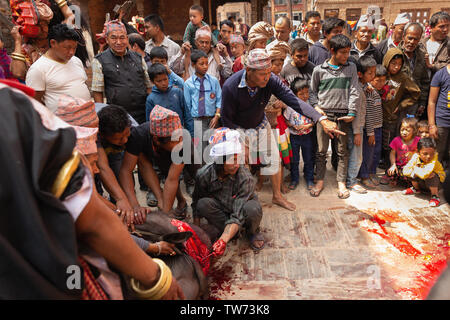 Tieropfer Zeremonie an Bisket Jatra 2018, Nepali New Year Festival. Bhaktapur, Provinz Nr. 3, Nepal, Asien Stockfoto