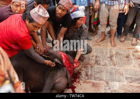 Tieropfer Zeremonie an Bisket Jatra 2018, Nepali New Year Festival. Bhaktapur, Provinz Nr. 3, Nepal, Asien Stockfoto