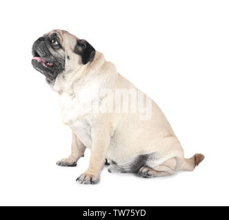 Übergewicht Mops auf weißem Hintergrund Cute Stockfoto
