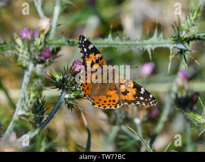 "Painted Lady 'Butterfly (Vanessa annabella) Nahrungssuche auf wilden Blumen. Kalifornien, USA. Stockfoto