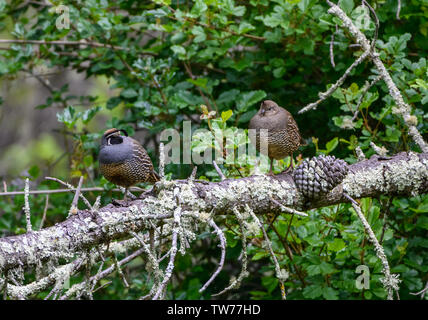 Ein paar wilde Kalifornien Wachtel (Callipepla californica) stehend auf einem Baumstamm. Kalifornien, USA. Stockfoto