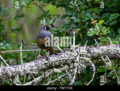 Wilder Mann Kalifornien Wachtel (Callipepla californica) stehend auf einem Baumstamm. Kalifornien, USA. Stockfoto