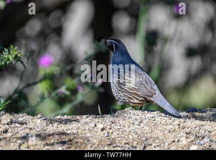 Wilder Mann Kalifornien Wachtel (Callipepla californica). Kalifornien, USA. Stockfoto