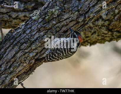 Ein nuttall Specht (Dryobates nuttallii) Nahrungssuche auf einen Baumstamm. Kalifornien, USA. Stockfoto