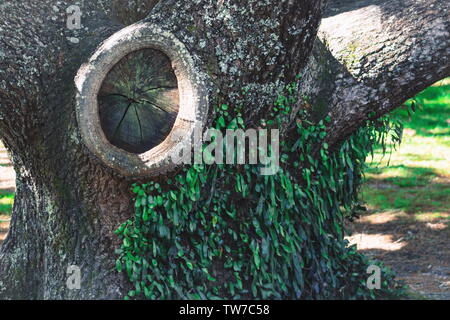 Einen großen Knoten in den Stamm eines Baumes mit einem Leder blatt Farn wächst als epiphyt. Stockfoto