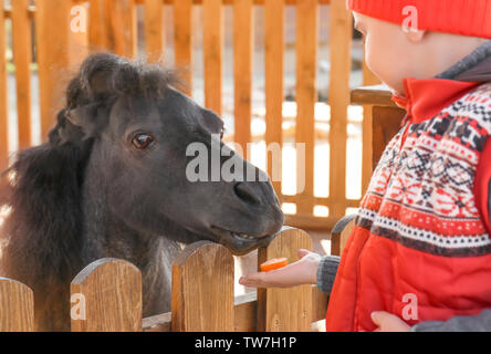 Cute little boy Fütterung pony im Zoo Stockfoto