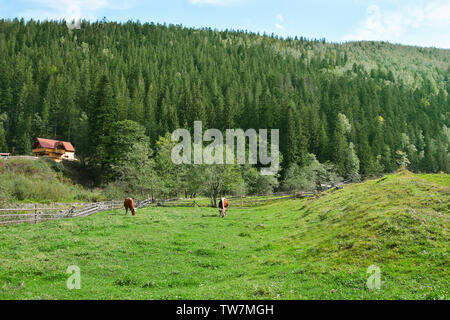 Schöne Landschaft mit niedlichen grasende Kühe auf grünem Gras Stockfoto