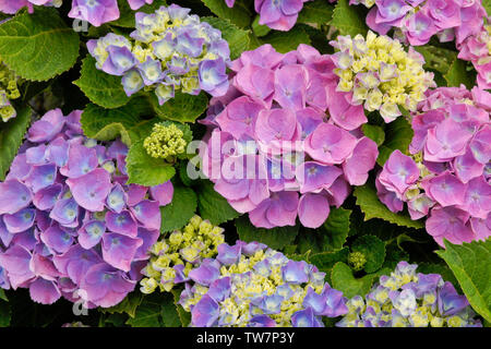 Rosa, Lila und blaue Hortensien Blüten Stockfoto