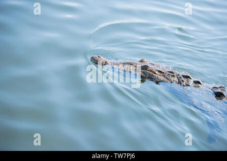 Krokodil schwimmen im Sumpf mit Nase kleben bis Stockfoto