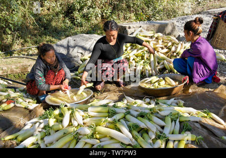 Bäuerinnen Reinigung frisch geernteten Chinesische Weiße Rettiche (Daikon) in der Nähe von Daman, Nepal Stockfoto