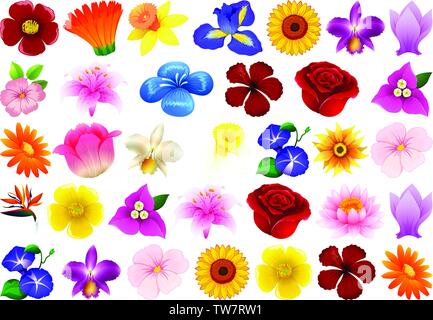 Satz von verschiedenen Blume Illustration Stock Vektor
