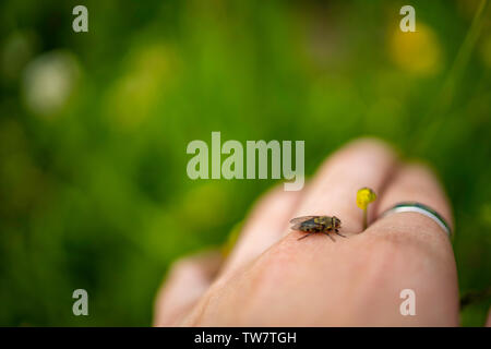 Nahaufnahme von Haus fliegen (Diptera) auf die weibliche Hand halten Blume Stockfoto