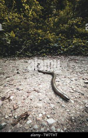 Anguis fragilis im Naturschutzgebiet in Österreich Stockfoto