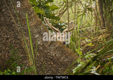 Ein männlicher Spotted Deer (Achse Hirsche, Chital), sein Geweih in Samt, Altersgenossen aus hinter einem Baum in Chitwan Nationalpark Nepal Stockfoto